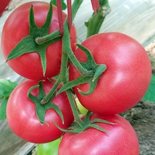 Томат Пинк Традишен F1