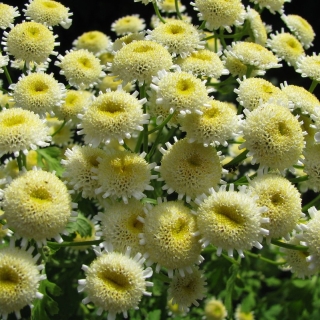 Пиретрум Сантана девичий