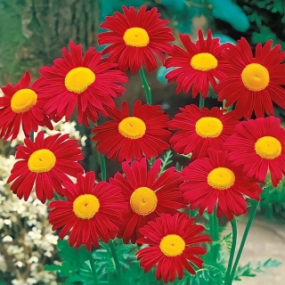 Пиретрум Дуро