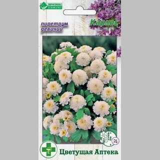 Пиретрум Карлос девичий