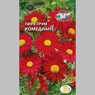 Пиретрум Робинзона Комедиант