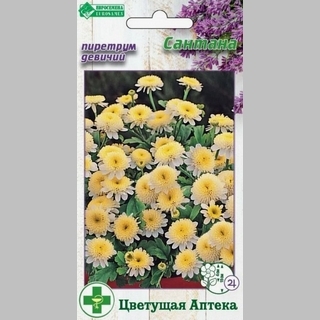 Пиретрум Сантана девичий