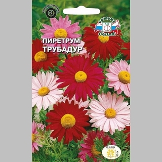 Пиретрум Трубадур