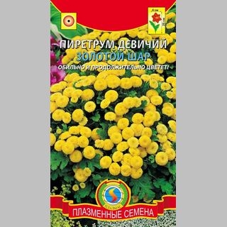 Пиретрум Золотой шар