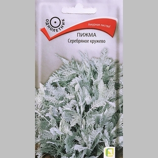Пижма Серебряное кружево