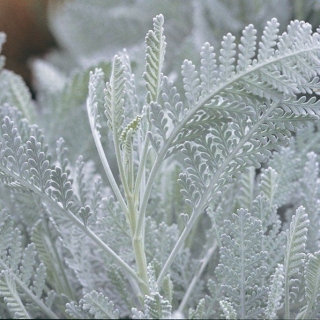 Пижма Серебряное кружево
