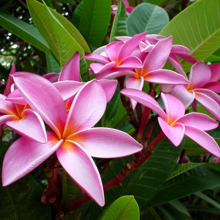 Плюмерия Прекрасная Невеста (большой пакет)