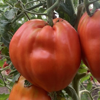 Томат Подарок тетушки Сварло