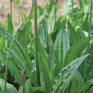 Подорожник Лекарь (ланцетолистный)