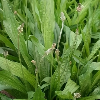 Подорожник Походный Доктор ланцетолистный