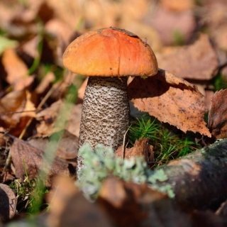 Грибы - Подосиновик Красный (мицелий) 30мл (большой пакет)