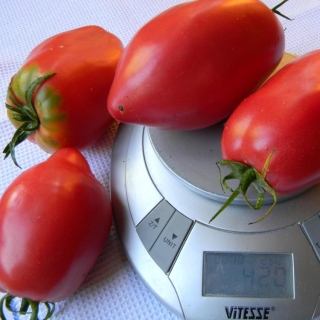 Томат Подсинское чудо