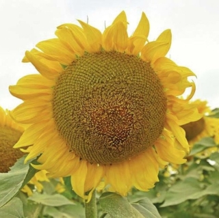 Подсолнечник Белое золото декоративный