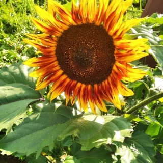 Подсолнечник Бронзовый король