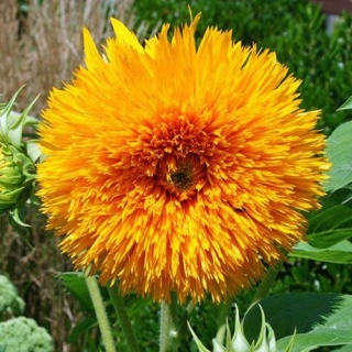 Подсолнечник Дабл Делайт F1 декоративный