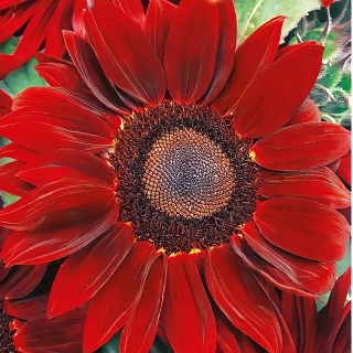 Подсолнечник Красное солнышко декоративный