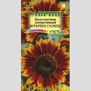Подсолнечник Вечернее солнце декоративный