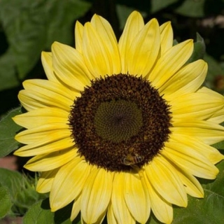 Подсолнечник Лунный свет