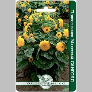 Подсолнечник Санголд махровый