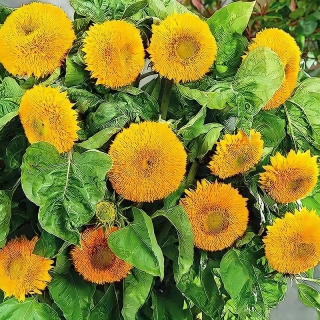 Подсолнечник Медвежонок (декоративный)