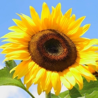 Подсолнечник Орешек