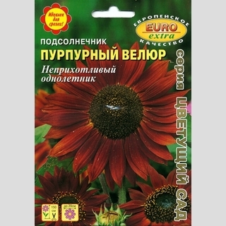 Подсолнечник Пурпурный велюр