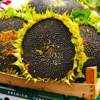 Подсолнечник Богучарец (тип Битюг)