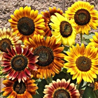 Подсолнечник Дистино смесь (декоративный)