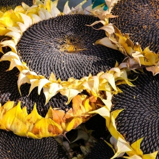 Подсолнечник Посейдон 625 (тип Лакомка)