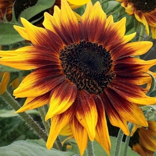 Подсолнух Мини-Макс Magma F1