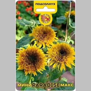 Подсолнух Мини-Макс F1 Парадиз
