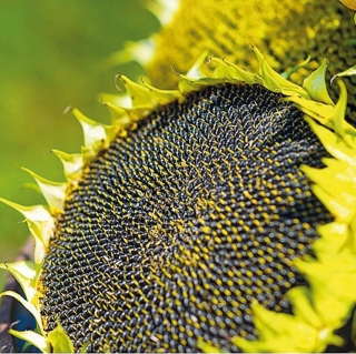 Подсолнечник Покровский