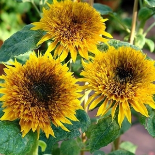 Подсолнух Мини-Макс F1 Парадиз