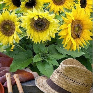 Подсолнух Мини-Макс Парвус F1