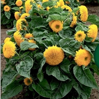 Подсолнечник Санголд махровый