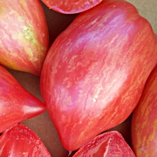 Томат Полярное сияние (Aurora Borealis)