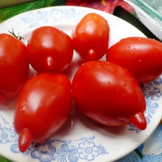 Томат Легенда Мультифлора (Реликтовые томаты)