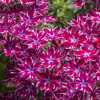 Флокс Попстарс F1 Малиновый