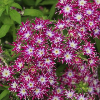 Флокс Попстарс F1 Малиново-белый