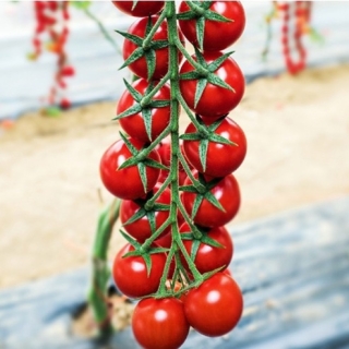 Томат Порпора F1