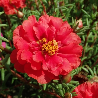 Портулак Балкончик Алый (махровый)