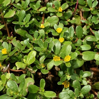 Портулак Лакомка (огородный)