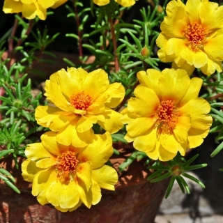 Портулак Махровый желтый