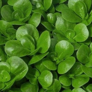 Портулак Парадокс (овощной)