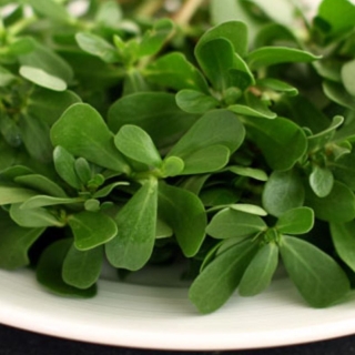 Портулак Восточная Закуска огородный