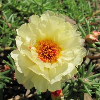 Портулак Солнечный блик