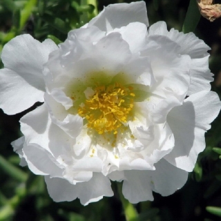 Портулак Текила Вайт F1