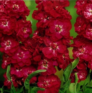 Левкой Дюймовочка Красный