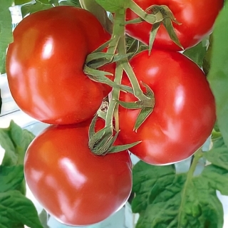 Томат Президент 2 F1