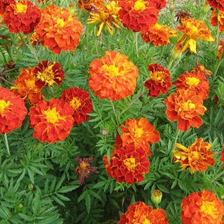 Бархатцы Прима F1 Красные